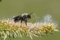 Female gray-backed mining bee, Andrena vaga, resting on a Salix caprea tree