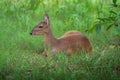 Female Gray Brocket - South American Deer