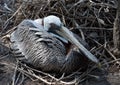 Female Gray Brown Pelican on Nest