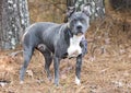 Female gray and white bluenose American Pitbull Terrier Bulldog with pink nose outside on leash