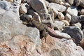 Female Great Basin Collared Lizard Royalty Free Stock Photo