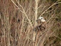 Great Blue Heron standing on nest in springtime