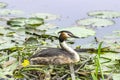 Female great crested grebe incubating its nest