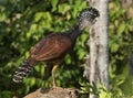 Female Great Curassow (Crax rubra)