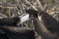 A female great Frigatebird feeds her chick on North Seymour Island, Galapagos Island, Ecuador Royalty Free Stock Photo