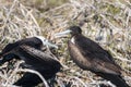 A female great Frigatebird feeds and chick on North Seymour Island, Galapagos Island, Ecuador Royalty Free Stock Photo