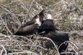 A female great Frigatebird feeds her chick on North Seymour Island, Galapagos Island, Ecuador Royalty Free Stock Photo