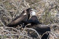 A female great Frigatebird feeds her chick on North Seymour Island, Galapagos Island, Ecuador Royalty Free Stock Photo