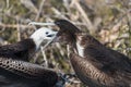 A female great Frigatebird feeds her chick on North Seymour Island, Galapagos Island, Ecuador Royalty Free Stock Photo