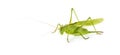 Female Great Green Bush-Cricket