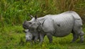 The female Great one-horned rhinoceroses and her calf. Royalty Free Stock Photo