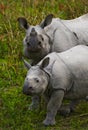 The female Great one-horned rhinoceroses and her calf.