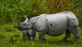 The female Great one-horned rhinoceroses and her calf.