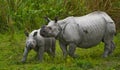 The female Great one-horned rhinoceroses and her calf.