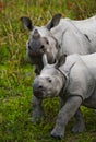 The female Great one-horned rhinoceroses and her calf.