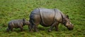 The female Great one-horned rhinoceroses and her calf. Royalty Free Stock Photo