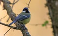 Female Great(Parus major) tit closeup in springtime Royalty Free Stock Photo