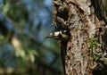 A pretty female Great spotted Woodpecker, Dendrocopos major, emerging from its nesting hole in a Willow tree.