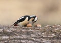 Female of great spotted woodpecker takes in a beak walnut Royalty Free Stock Photo