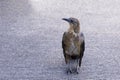 Female Great-Tailed Grackle Molt