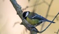 Female Great tit closeup in springtime Royalty Free Stock Photo