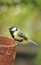 Female Great tit (Parus major)