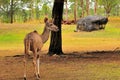 Female Greater Kudu Antelope