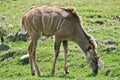 Grazing Female Greater Kudu