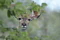 Female greater Kudu looking from behind a bush