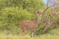 Female greater kudu  Tragelaphus strepsiceros, Madikwe Game Reserve, South Africa. Royalty Free Stock Photo