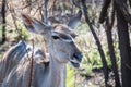 Female greater kudu with much more words