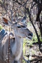 Female greater kudu with much more words