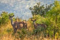 Female greater kudu with a newborn  Tragelaphus strepsiceros, Pilanesberg National Park, South Africa. Royalty Free Stock Photo