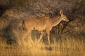 Female greater kudu passes thornbush in grassland Royalty Free Stock Photo
