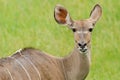 Female Greater Kudu Portrait Royalty Free Stock Photo