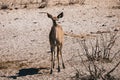 Female Greater Kudu in Etosha National Park, Namibia Royalty Free Stock Photo
