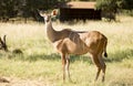 Female Greater Kudu standing in the grass in a field