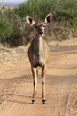 Female greater kudu standing in the road