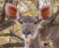 Female Greater Kudu Tragelaphus strepsiceros closeup head portrait with large ears Royalty Free Stock Photo