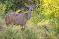 Female greater kudu  Tragelaphus strepsiceros, Pilanesberg National Park, South Africa. Royalty Free Stock Photo