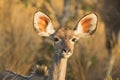 Female Greater Kudu (Tragelaphus strepsiceros) portrait Royalty Free Stock Photo