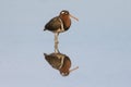 Female of greater painted-snipe Royalty Free Stock Photo