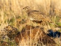 Female Greater Sage Grouse