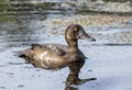 Female Greater Scaup