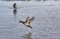 A female greater scaup making a landing. Royalty Free Stock Photo