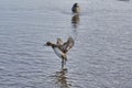 A female greater scaup making a landing. Royalty Free Stock Photo