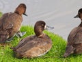 Female Greater Scaup Or Aythya Marila