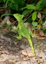 Female Green Basilisk, Basiliscus plumifrons Royalty Free Stock Photo