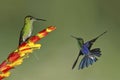 Female Green-crowned Brilliant perched on a flower with a Male Green-crowned Woodnymph in flight - Ecuador