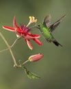 Female Green-crowned Brilliant hummingbird, Costa Rica